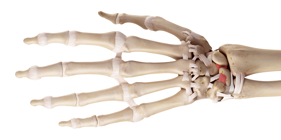 Ligaments of the hand