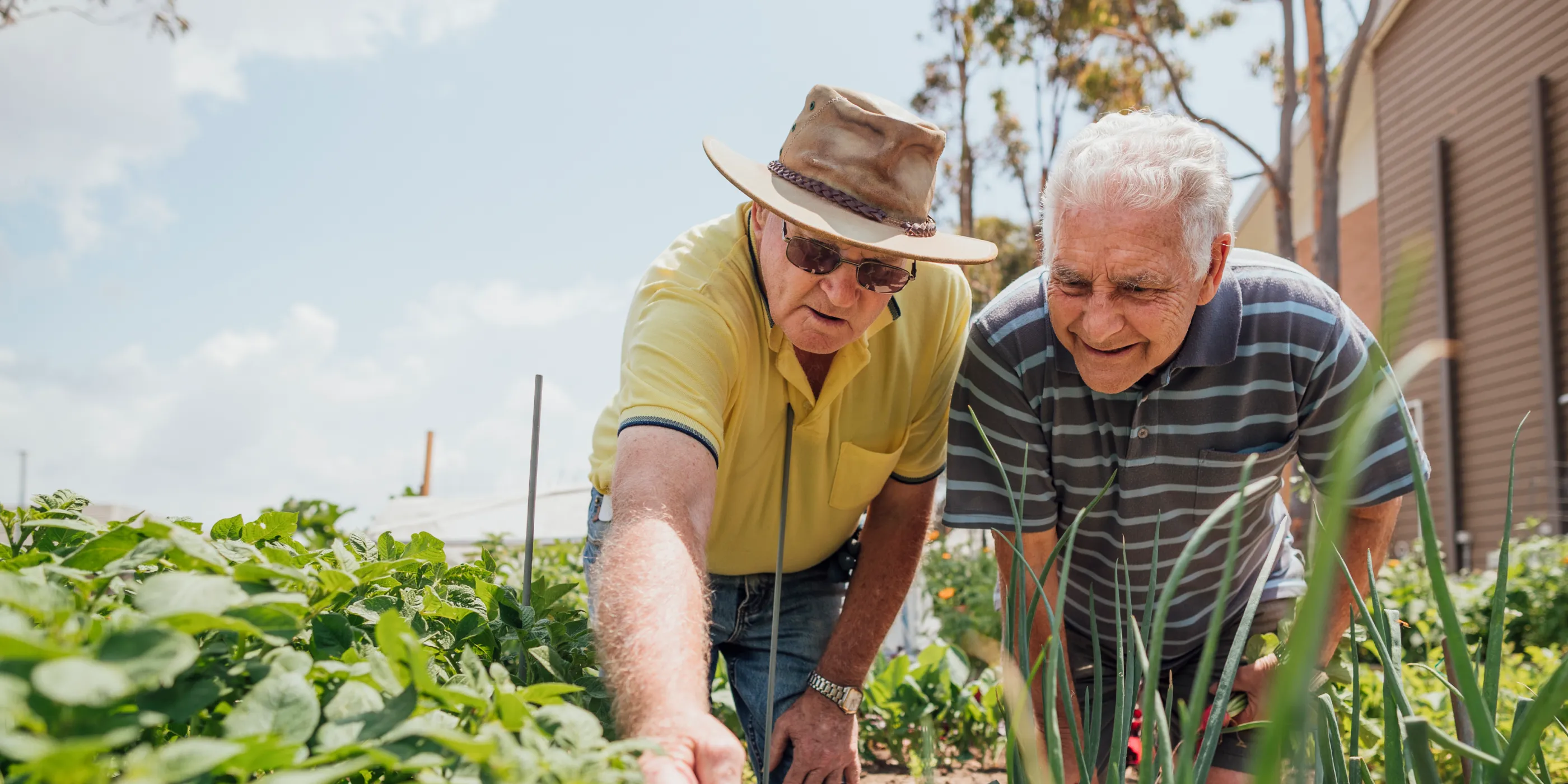 two senior friends helping each other in the garden. Both men are bent over the garden bed, inspecting the plants