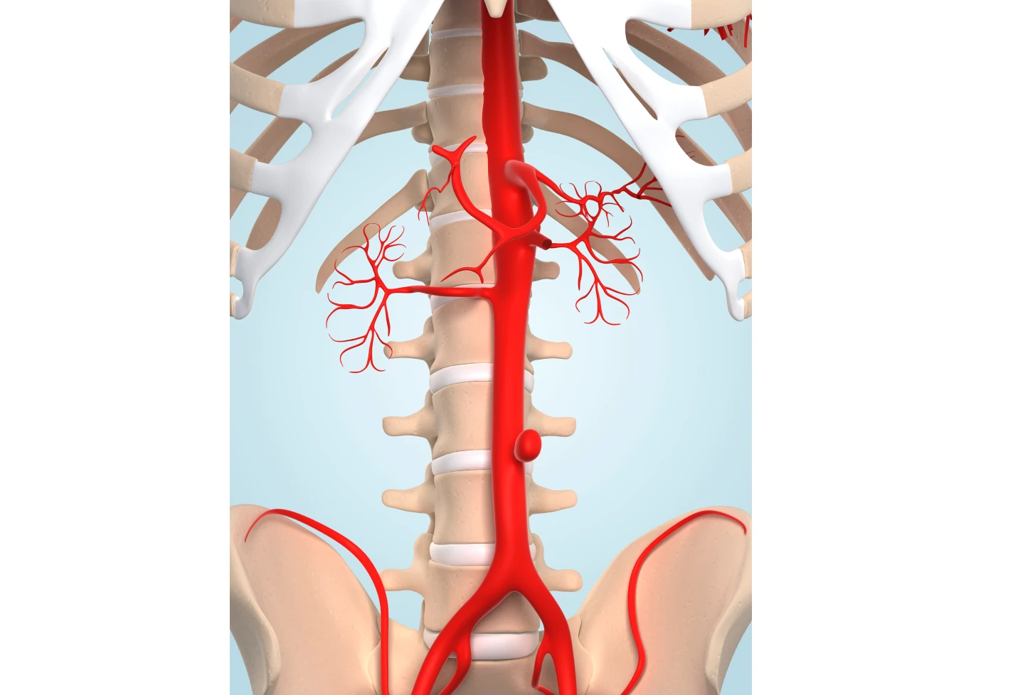 Medical illustration showing the aorta and major branching arteries.    