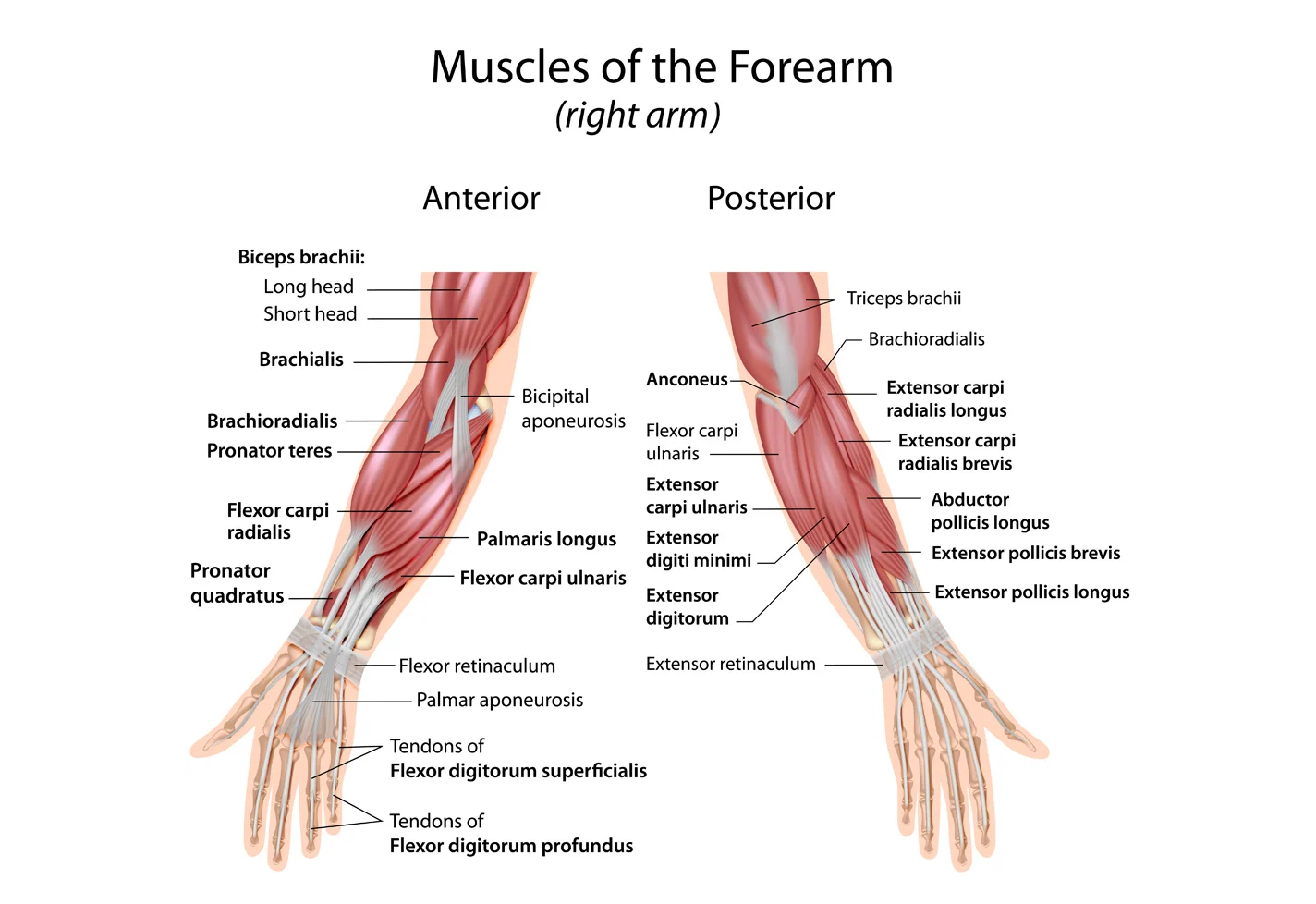 A medical illustration of two arms with descriptions of muscles and tendons.