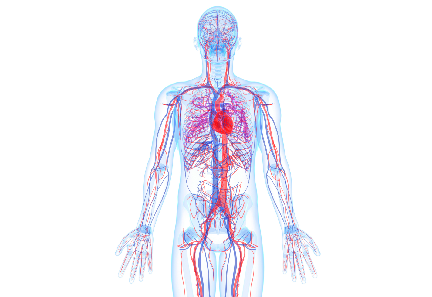 A medical illustration detailing the cardiovascular system.