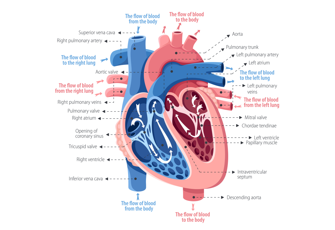 A medical illustration detailing a heart and the flow of blood in each ventricle.