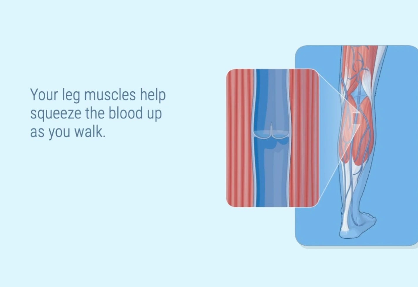 A medical illustration of a leg with focus on the leg muscles and blood vessels.