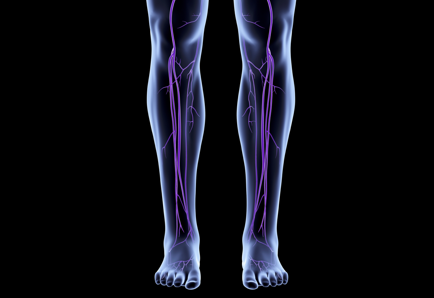 An illustration of legs detailing the venous system.