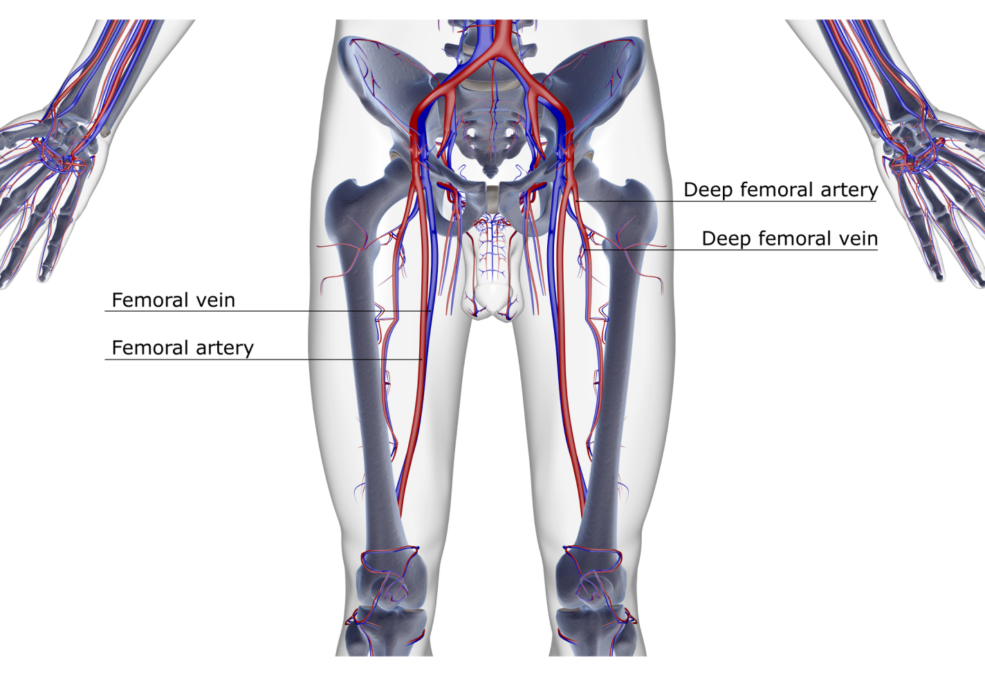 A medical illustration of veins and arteries in the lower body.