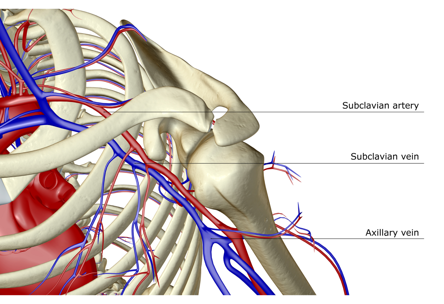 A medical illustration that details the blood flow of a shoulder.