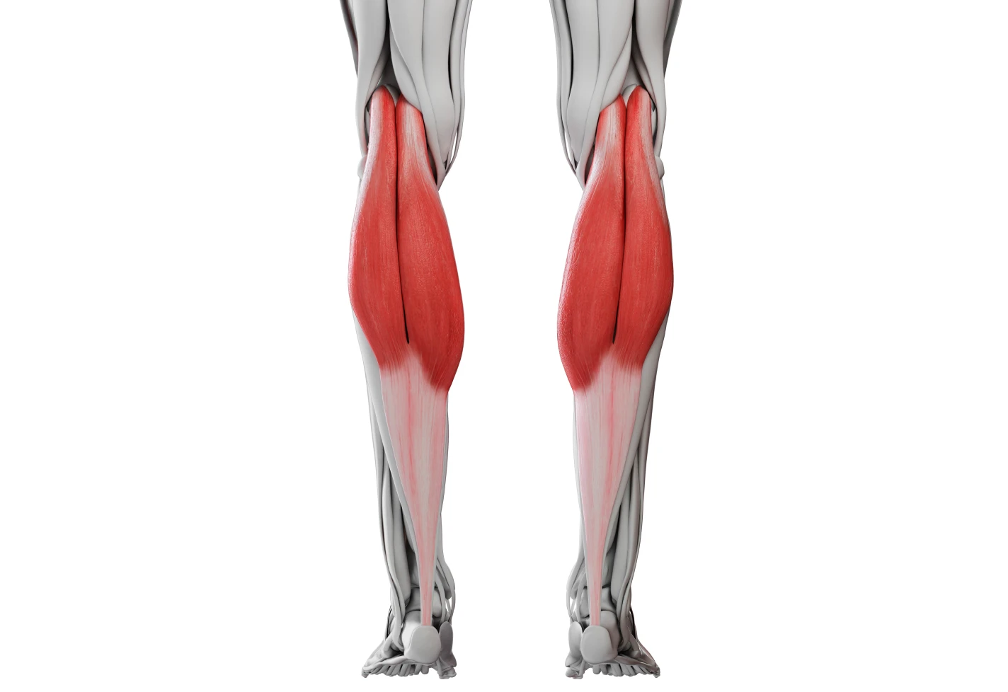 Illustration of calf muscles commonly affected by a calf strain.