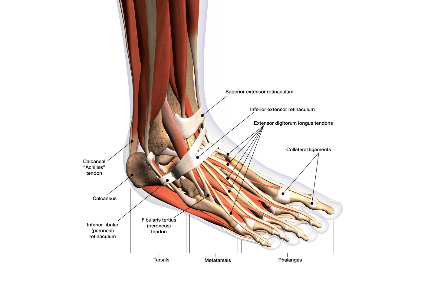 Anatomy of the ankle and foot, showing ligaments, tendons, and bones, labeled for clarity.