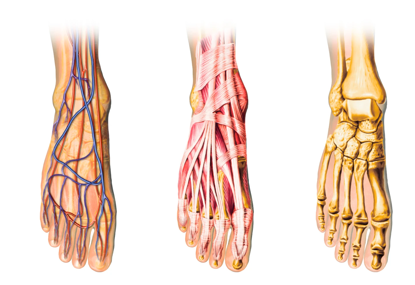 Medical illustration showing layers of foot anatomy including skin, blood vessels, muscles and bones.