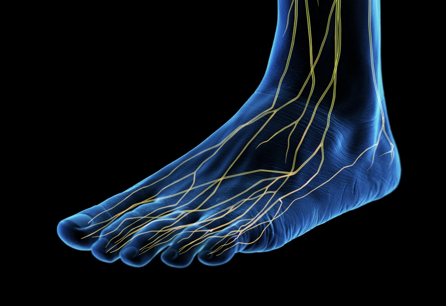 Medical illustration of foot and ankle anatomy showing nerve pathways extending into the toes. 