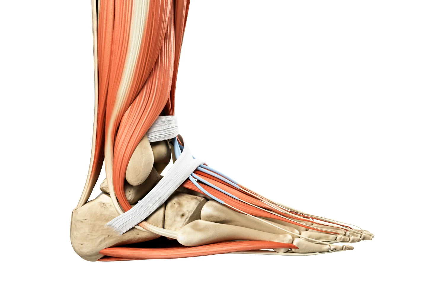 Medical illustration of foot anatomy showing muscles, ligaments, tendons and bones. 