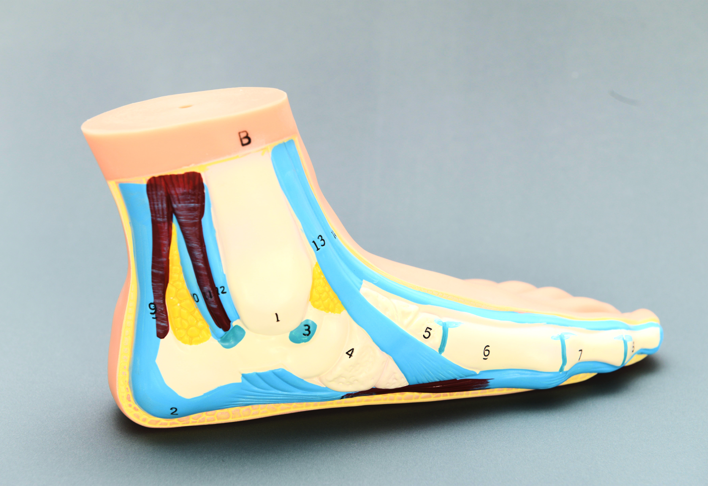 A detailed model of a human foot showing internal structures with color-coded labels.
