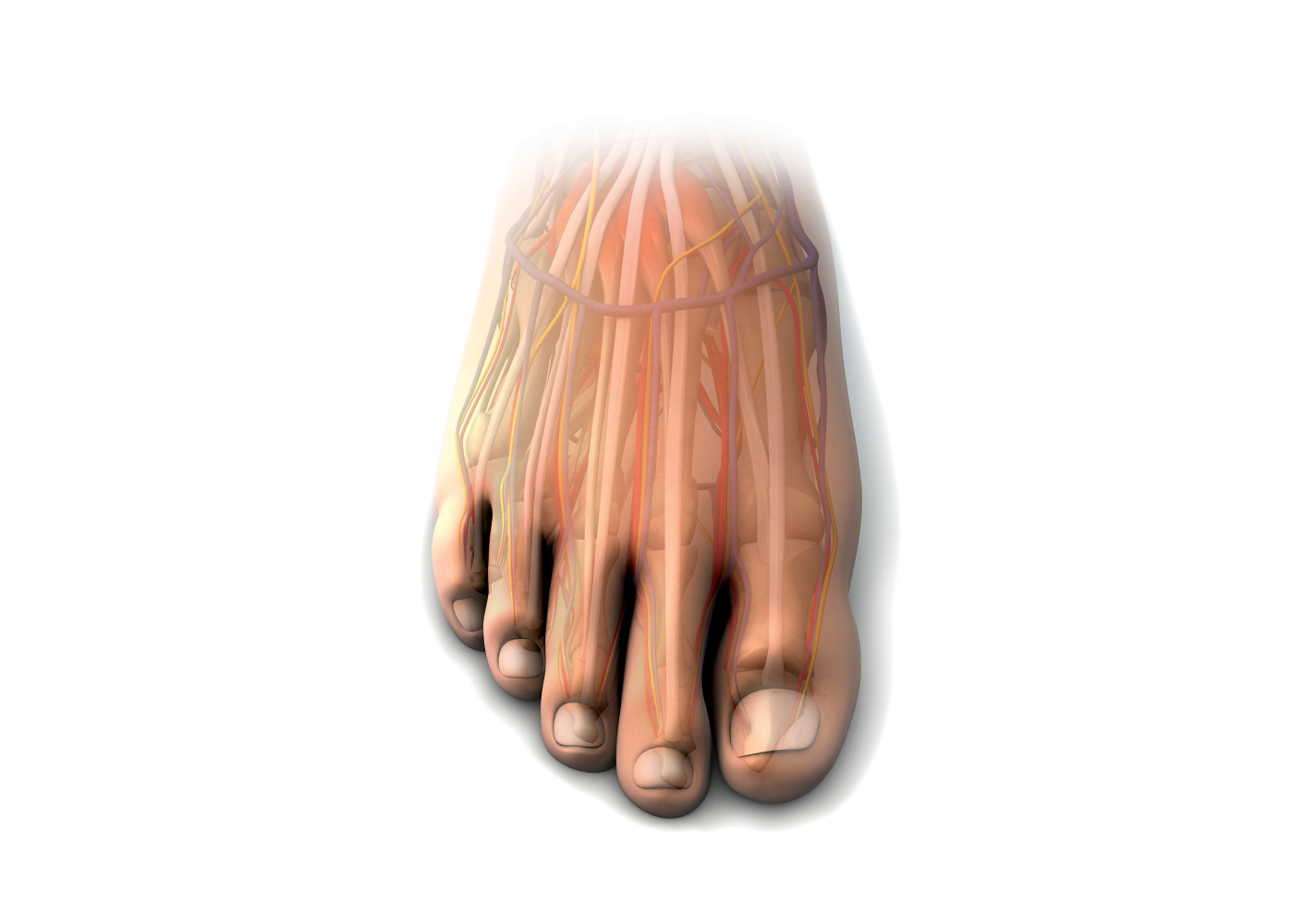 A close-up view of a transparent foot showing nerves and blood vessels.