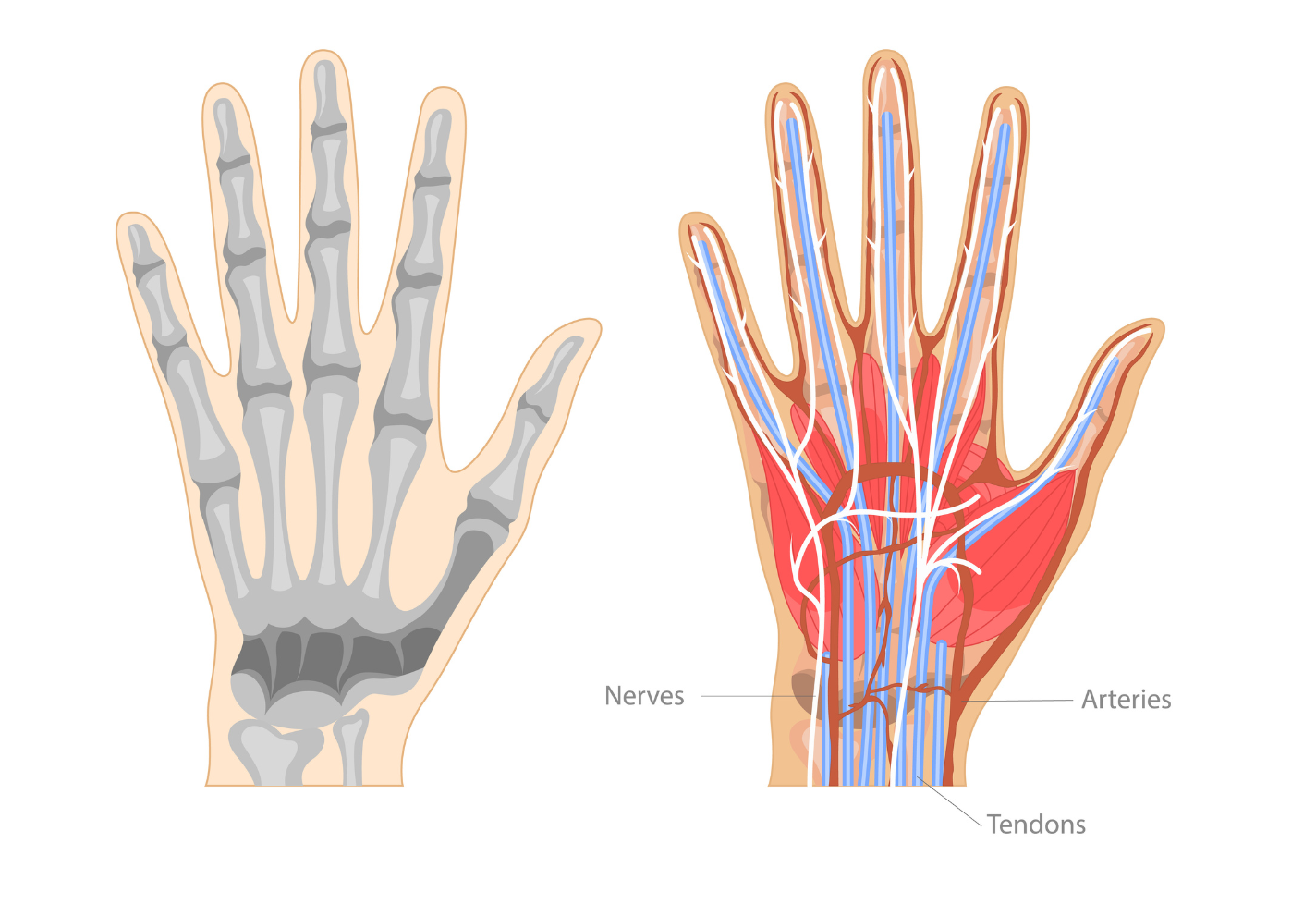 Your hand and wrist contain bones, arteries and tendons that can be impacted by overuse or injury.