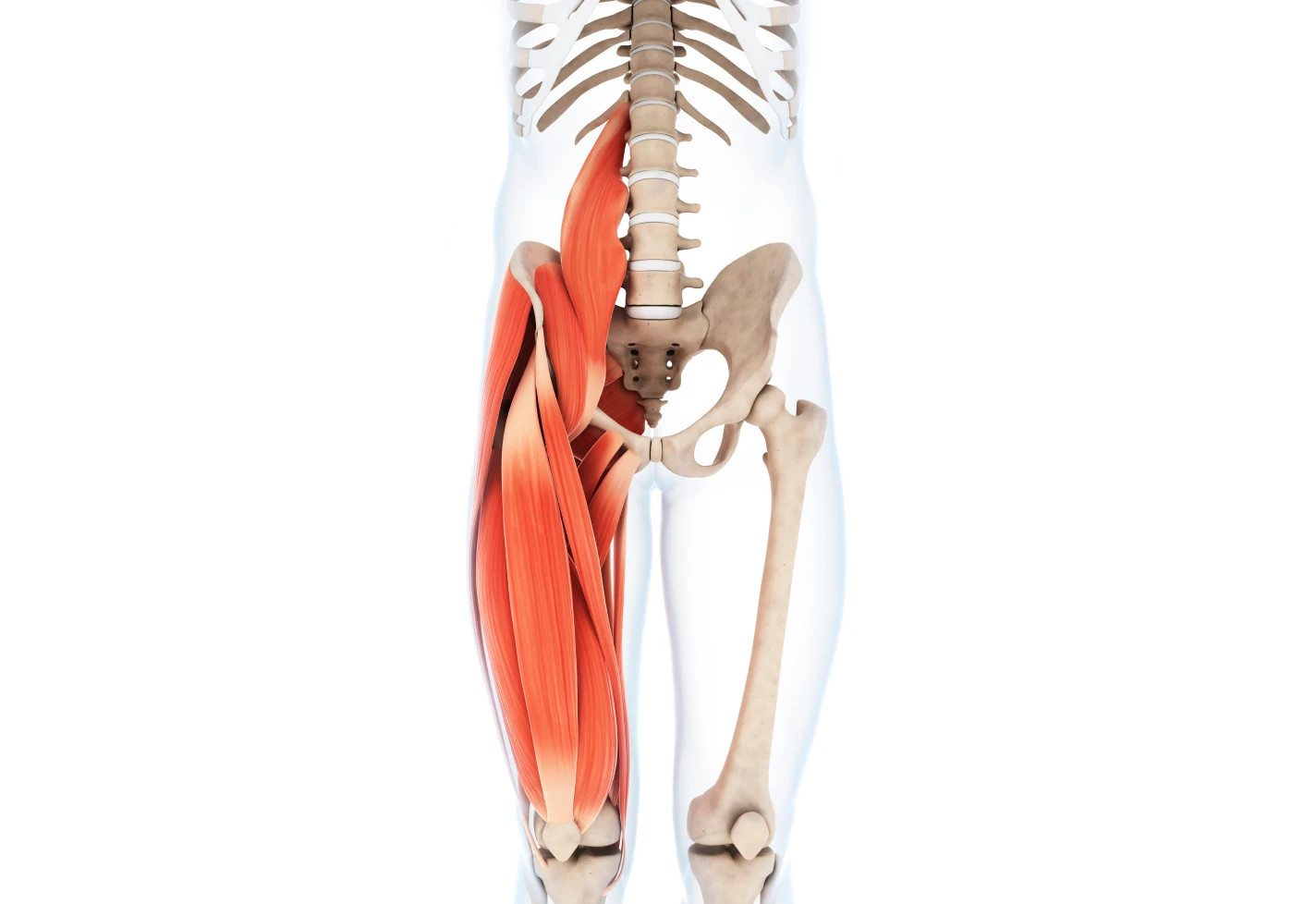 Anatomical illustration showing hip and upper thigh muscles including the adductor group.