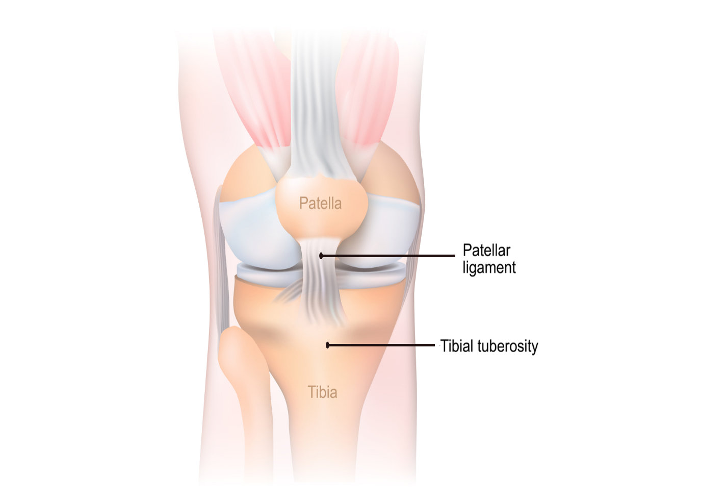 Illustration of the knee showing the patella, patellar ligament and tibial tuberosity.