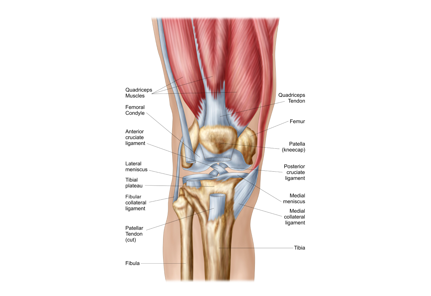 Illustration of a human knee joint with labeled parts including quadriceps, femur, patella, and ligaments.