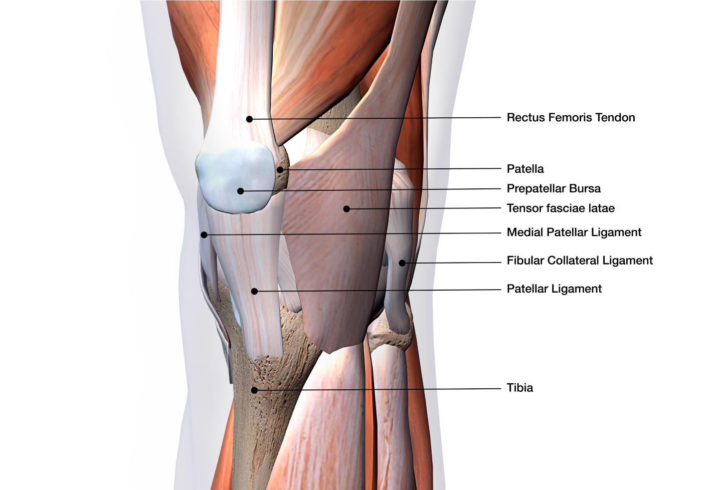 Detailed diagram of the human knee joint with labeled structures including the patella and ligaments.