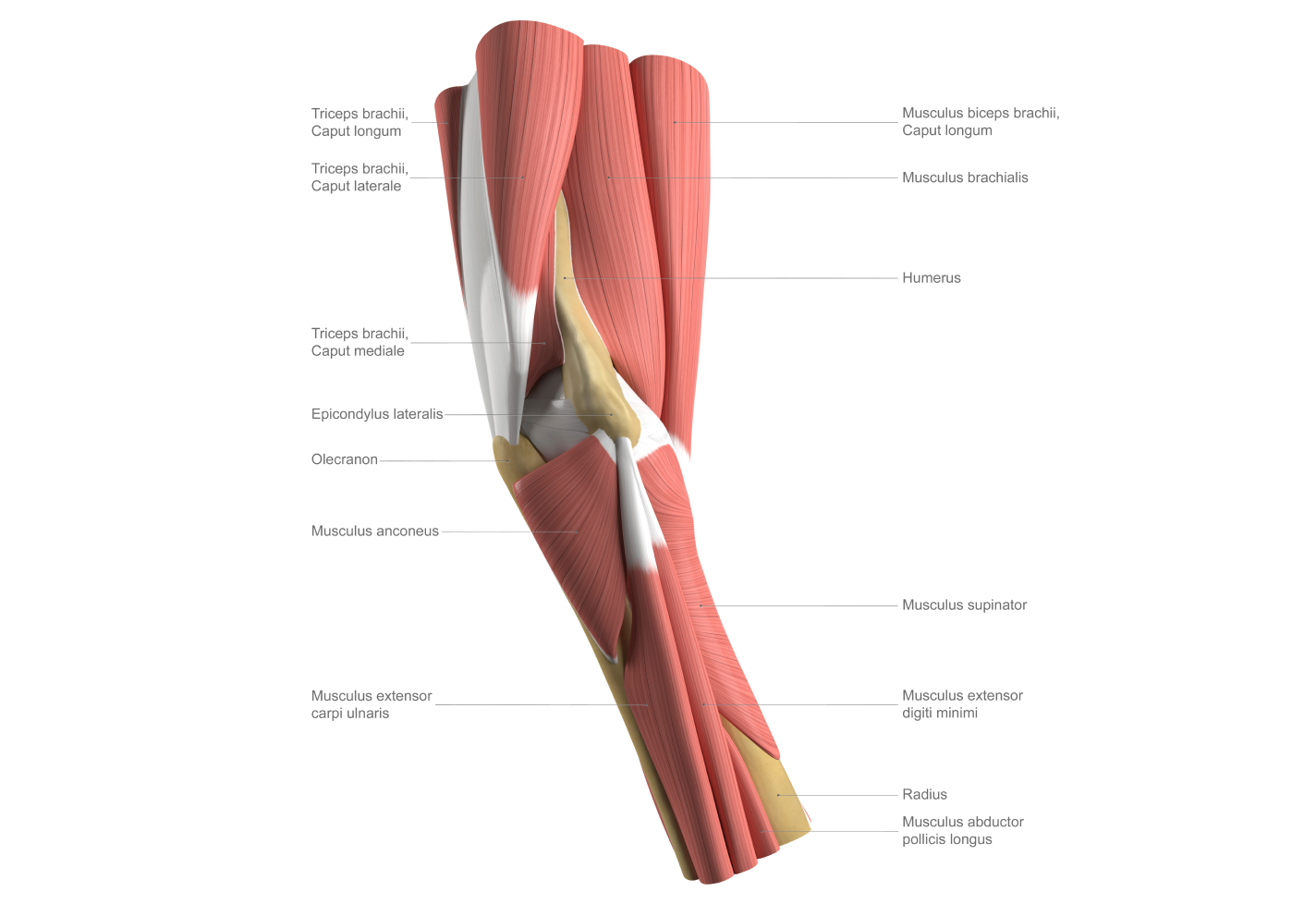 3D illustration of arm muscles, labeled with names like triceps, biceps and radius.