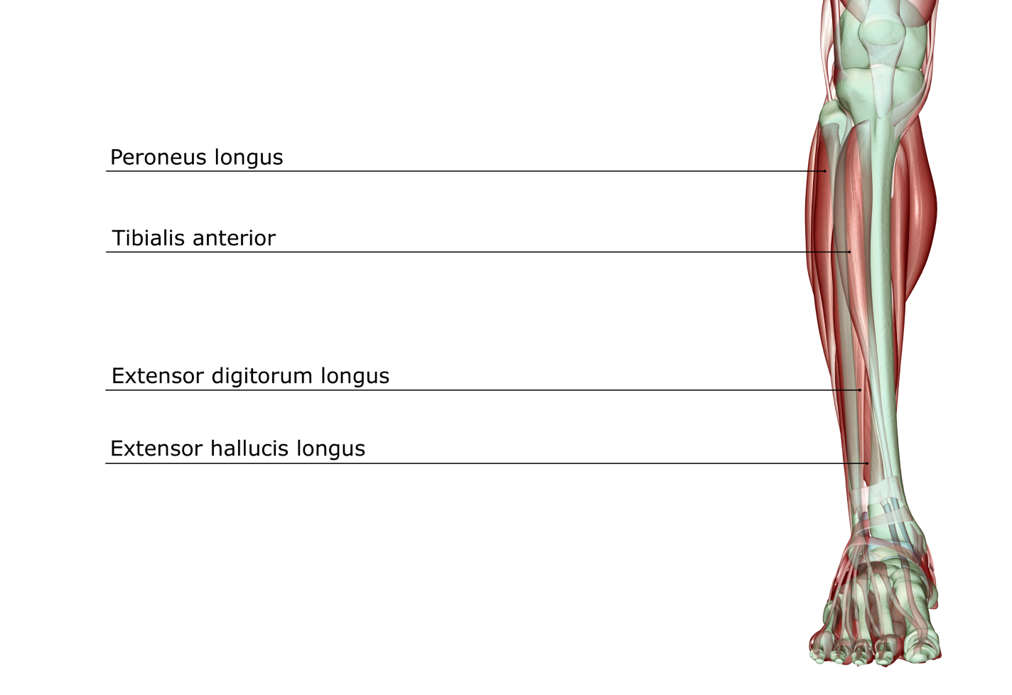 Anatomical diagram showing muscles in the lower leg, labeled as Peroneus longus, Tibialis anterior, Extensor digitorum longus, and Extensor hallux longus.