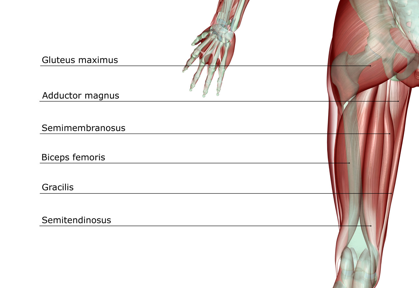 A detailed diagram of human leg muscles with labels: Gluteus maximus, Adductor magnus, Semimembranosus, Biceps femoris, Gracilis, Semitendinosus.
