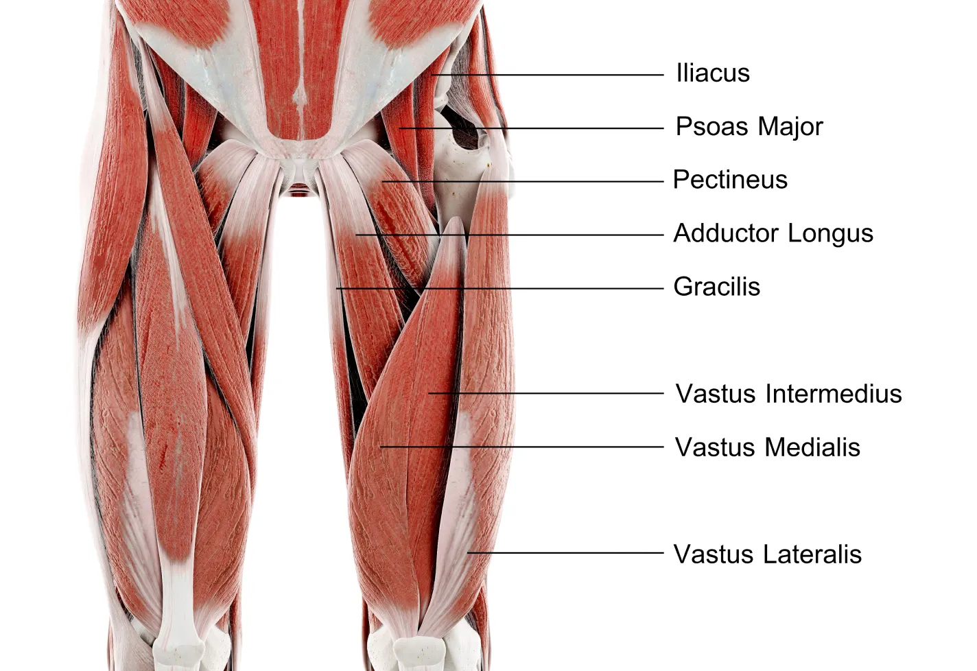 Labeled medical illustration of upper leg and hip muscles, including the iliacus, psoas major, adductors, and quadriceps.