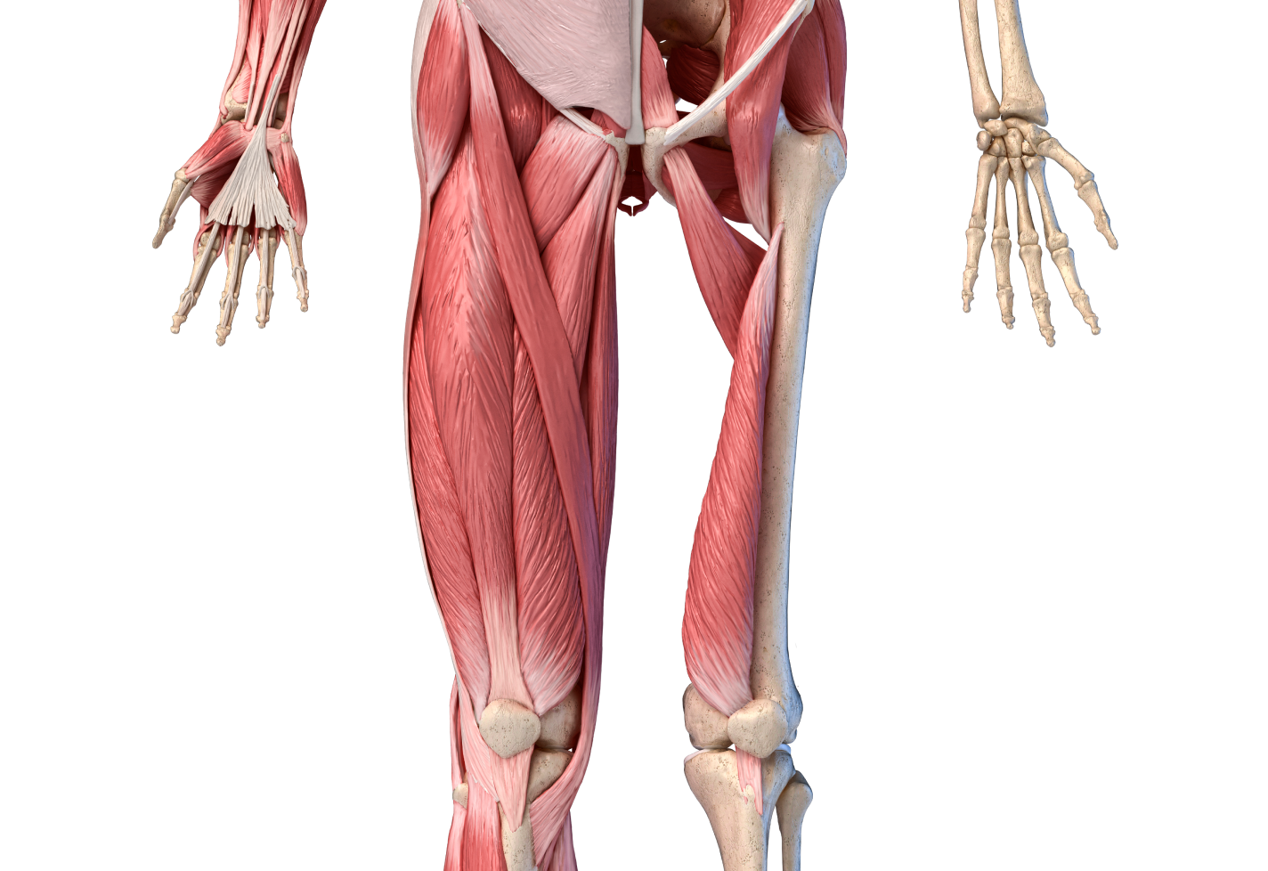 Detailed human anatomy showing muscles and bones of the arm and leg.