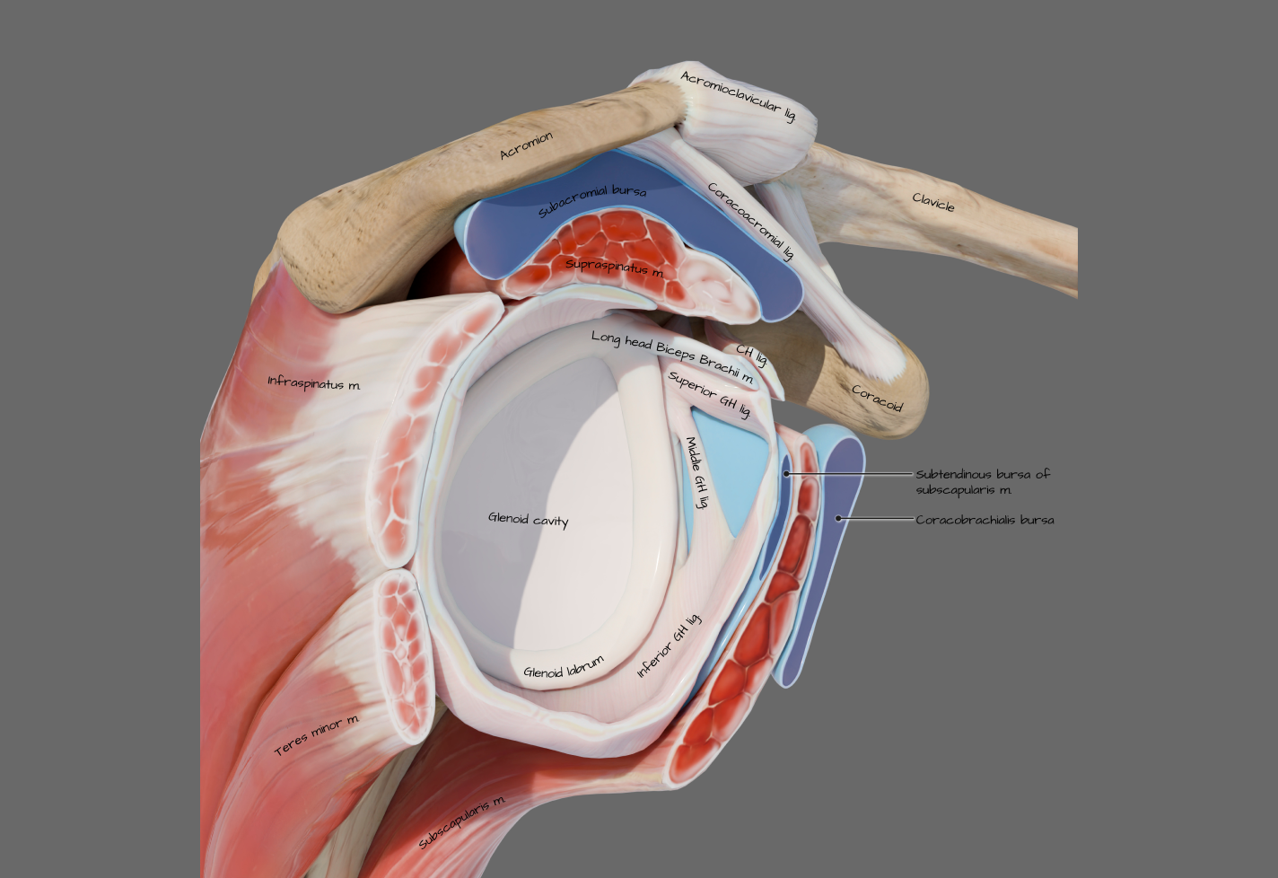 A detailed anatomical illustration of the shoulder joint, showing muscles, bursae, and ligaments.