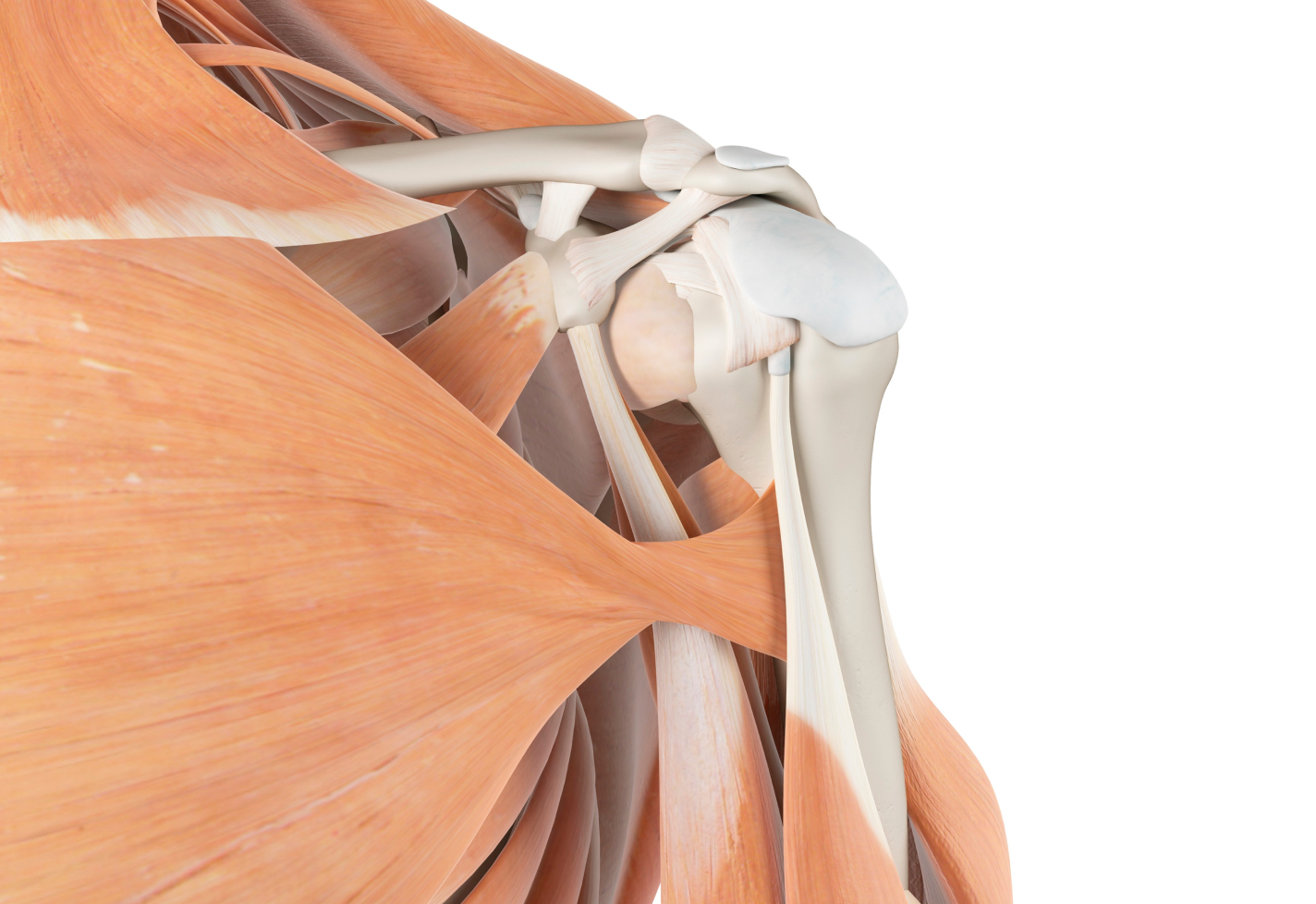 A detailed view of shoulder muscles showing tendons and bones.