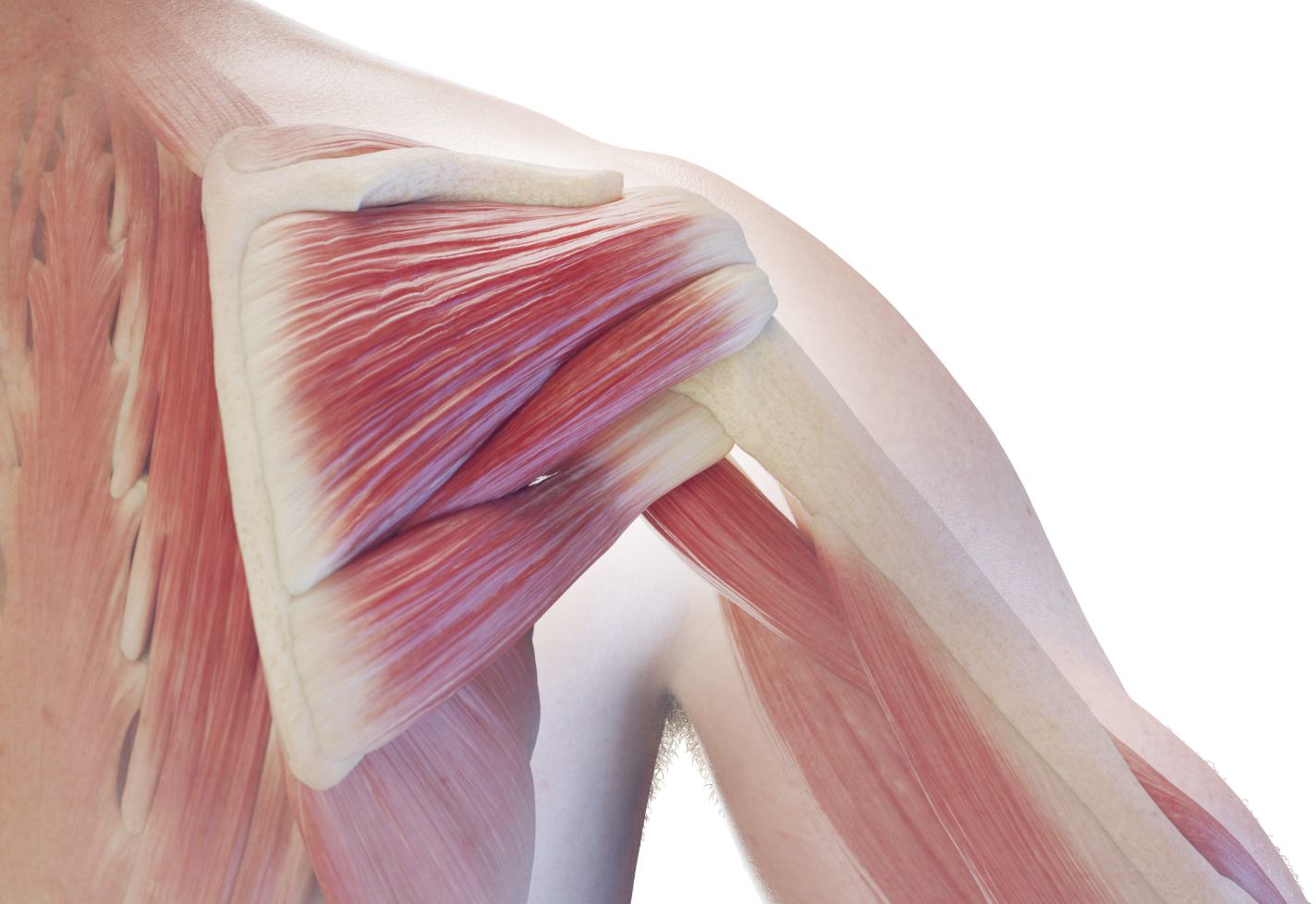 Close-up view of shoulder muscles, showing detailed anatomy of the deltoid and surrounding tissues.