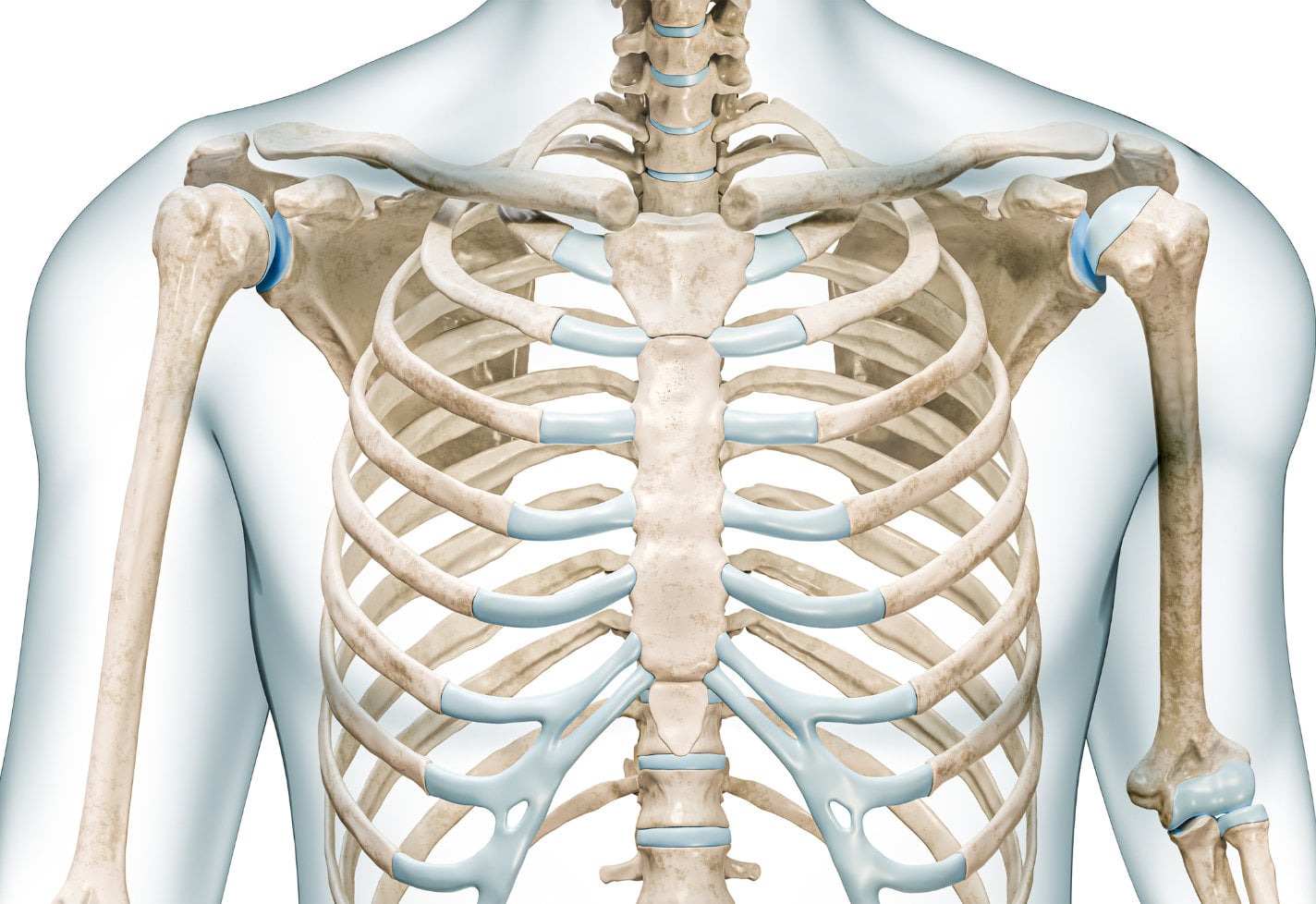 A medical illustration showing the anatomy of the shoulder and sternum.