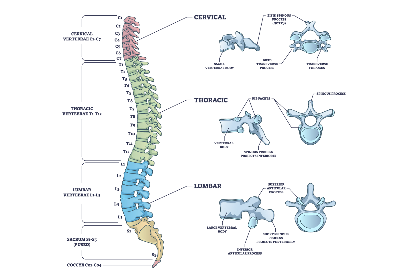 Illustration of the human spine showing cervical, thoracic, and lumbar vertebrae with labels and details.