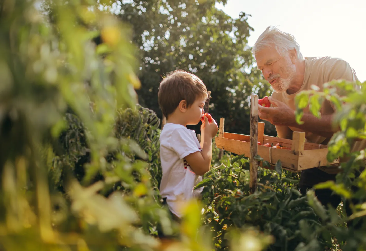 A young boy is eating tomatoes in the garden with his grandfather. 