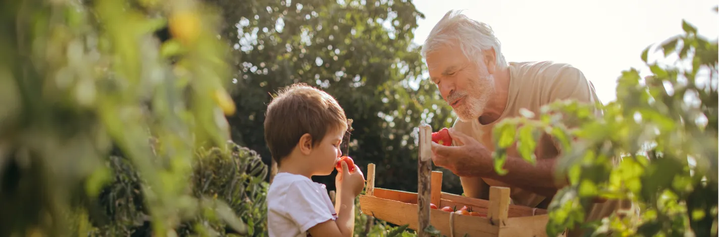 Grandfather with grandson picking tomatoes in a garden